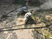 Ducks — الصورة 3