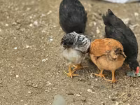 Chickens — photo 7