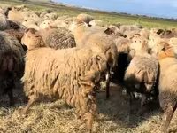 Sheep, Sheep — photo 8