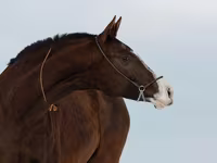 Madyan, Akhal-Teke — foto 3