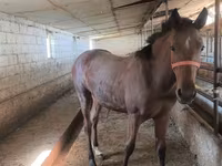 母马, Thoroughbred horse — 照片 4