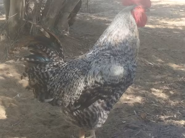 Slovenian Barred Hen