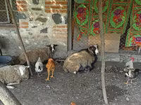 Qoyun, Romanov sheep — foto 2