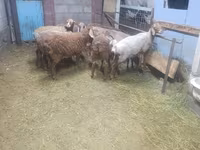 Oveja, Arashan sheep — foto 2