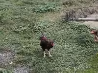 Chickens — Foto 4