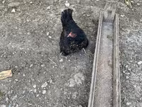 Brahma — foto 8