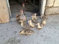 Ducks — photo 3