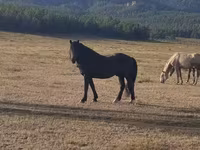 At, New Altai Horse — foto 1