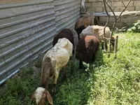 Sheep, Sheep — photo 4