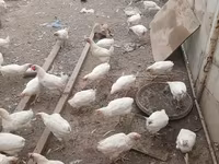 Chickens — Foto 2