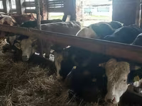 Bulle, Simmental cattle — Foto 2