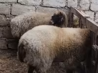 Qoç, Blackheaded Persian sheep — foto 2