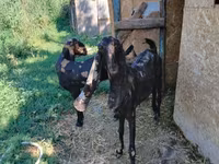 Dişi keçi, Kamori goats — foto 3
