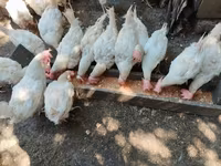 Chickens — photo 3
