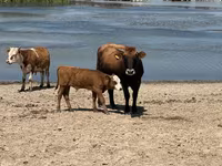 Cow, Cattle — photo 1