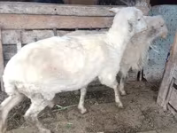 Qoç, Qoyunlar — foto 2