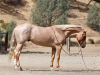 At, Quarter Horse — foto 6