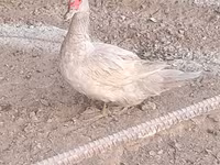 Ducks — 照片 4