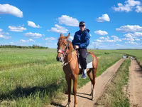 At, Thoroughbred horse — foto 3
