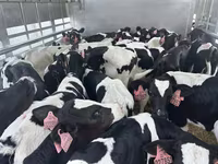 Bull, Holstein breed — photo 1