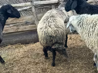 Qoç, Karakul sheep — foto 2