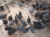 Australorp — photo 2