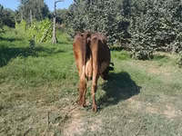 İnək, Simmental cattle — foto 6