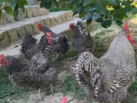 Chickens — photo 3