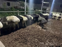 Qoç, Qoyunlar — foto 4