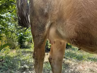 Cow, Cattle — photo 3