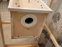 Papuqay,dovşan,hamster,şinşila,bildirçin,cücə,xamyak,pişik,quş,tısbağa — Foto 5
