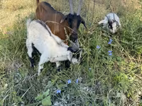 Dişi keçi, Czech Brown Shorthaired goats — foto 1