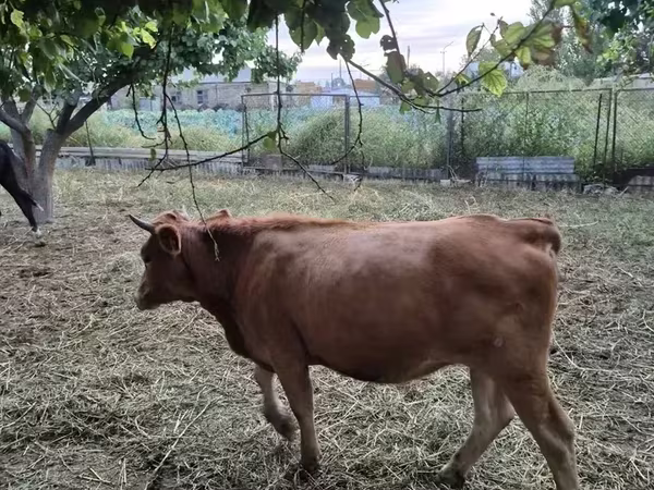 Cow, Cattle