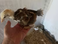 Chickens — foto 3
