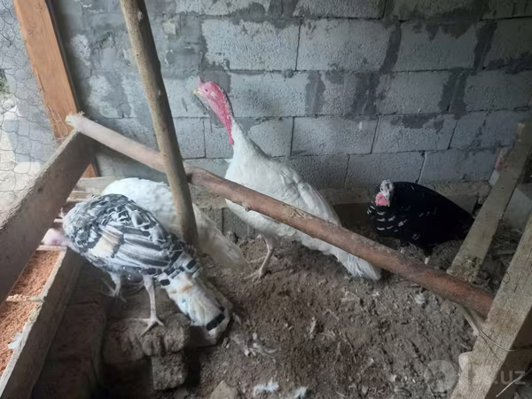 Turkeys