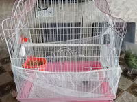 Nimfa (cockatiel) tutuquşu və qəfəs dəsti - Növ: Nimfa (cockatiel) – — 照片 3