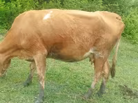 İnək, Simmental cattle — foto 4