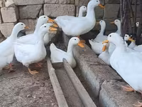 Alman Pekin — foto 3