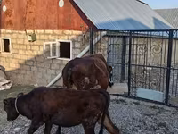 Vaca, Simmental cattle — foto 4