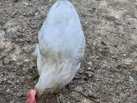 Chickens — Foto 2