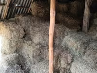 Խոտի տուկ խոտ սարի խոտ — फ़ोटो 3