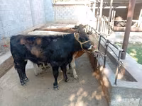 Býk, Swiss cattle — foto 7
