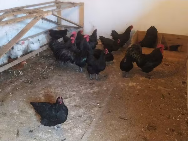 Australorp