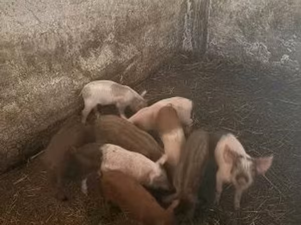 Porca, Porcos