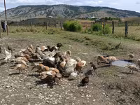 Turkeys — photo 2
