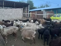 Qoç, Qoyunlar — foto 5