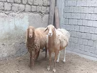Owca, Owce — zdjęcie 2