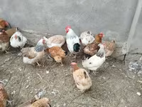 Chickens — Foto 5