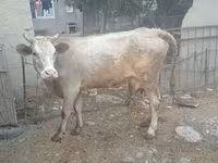 بقرة, Simmental cattle — الصورة 4