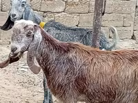 Dişi keçi, Damask goat — foto 2